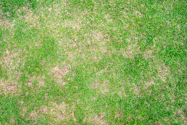 Dry grass leaf change from green to dead brown on a lawn