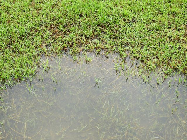 Close up of flooded lawn from sewer backup, water covering grass