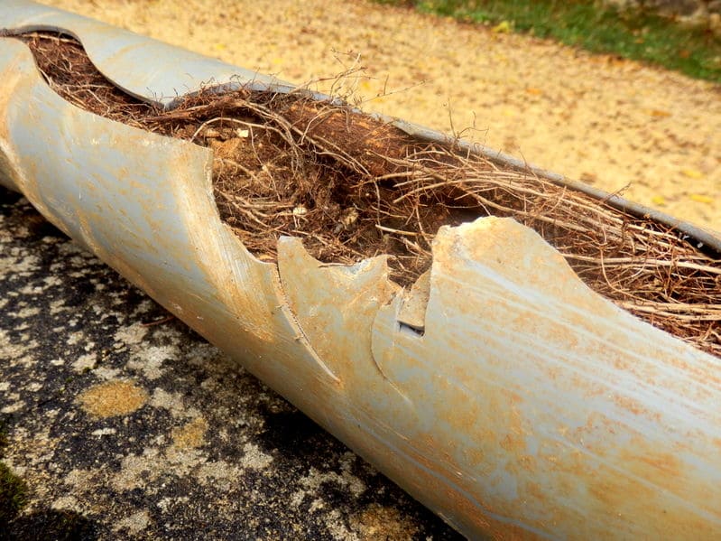 Large sewer pipe section with long. crack showing tree roots inside pipe