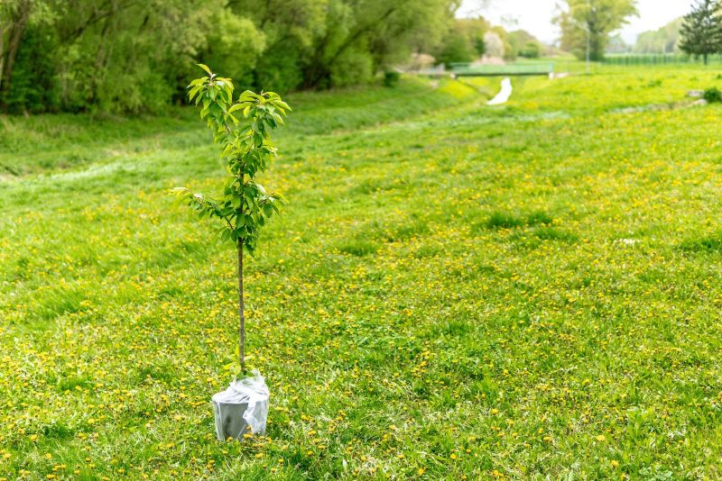 Small tree planted in green park-like setting