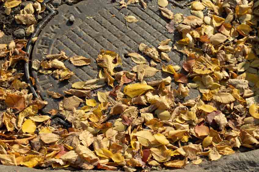 Dry yellow fallen leaves on a sewer hatch