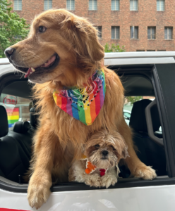 Big dog and little dog with Pride bandanas on with their heads out a car window during Pride parade