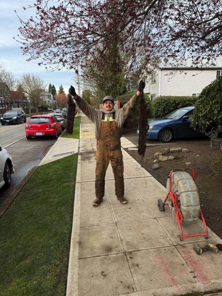 Sewer line root intrusion removed by Bob Oates Plumbing technician in Seattle showing large tree roots extracted from clogged pipe