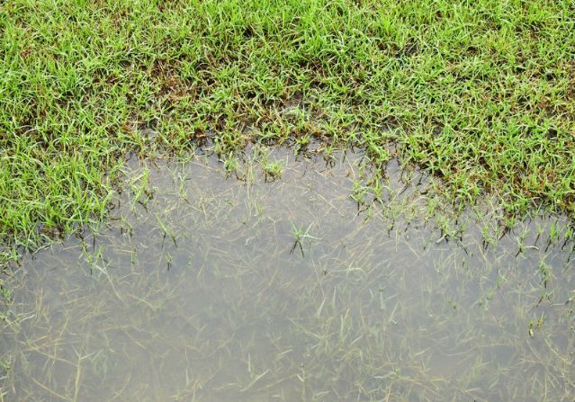 Close up of flooded lawn from sewer backup, water covering grass