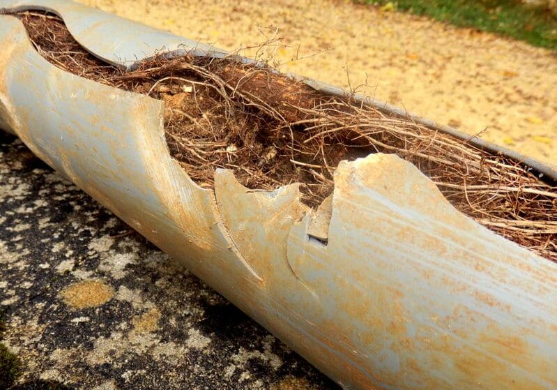 Large sewer pipe section with long. crack showing tree roots inside pipe